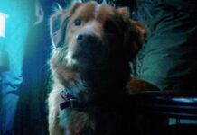 Independent Horror Film Good Boy Opens Big At The North American Box Office!
