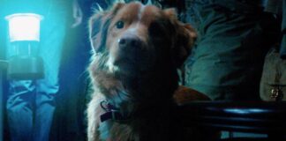 Independent Horror Film Good Boy Opens Big At The North American Box Office!