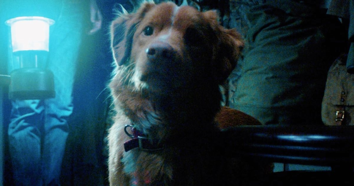 Independent Horror Film Good Boy Opens Big At The North American Box Office!