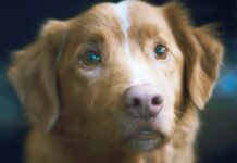 Good Boy Surpasses A Jenna Ortega & The Weeknd’s Film At Home!