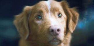 Good Boy Surpasses A Jenna Ortega & The Weeknd’s Film At Home!