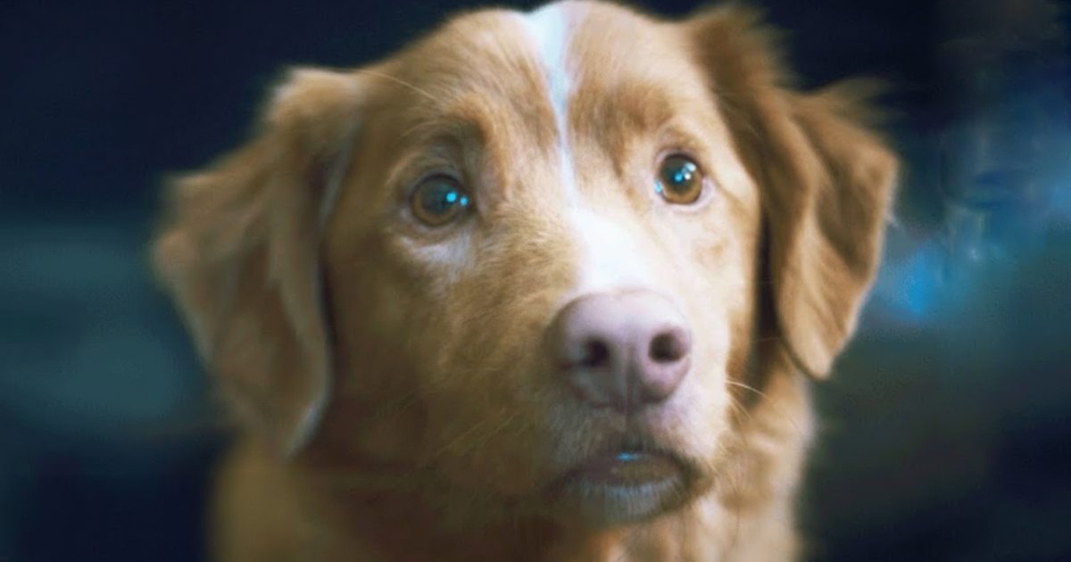 Good Boy Surpasses A Jenna Ortega & The Weeknd’s Film At Home!