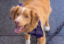 Good Boy Shows Shuddera’s Power In Original Horror Space!