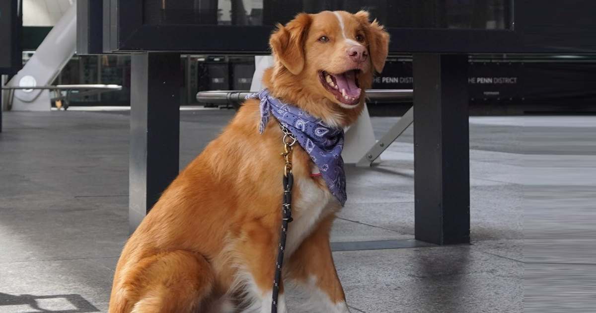 Good Boy’s Indy Makes Historic Oscar Push — Could A Dog Really Win Best Actor?