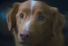 Shudder’s Good Boy Crosses $4M Mark In 10 Days!
