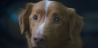 Shudder’s Good Boy Crosses $4M Mark In 10 Days!