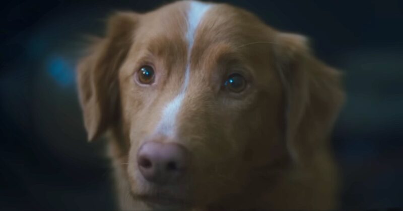 Good Boy Box Good Boy Worldwide Box Office: Dog-Led Horror Becomes Shudder’s Second ...